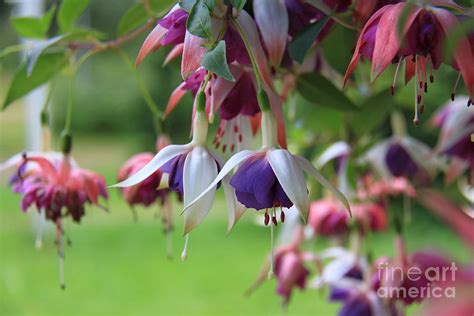 Humble Flowers Photograph by Fady Dow - Fine Art America