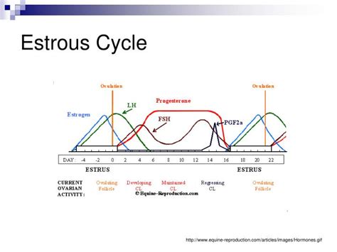 PPT - Estrous Cycle PowerPoint Presentation - ID:6876192