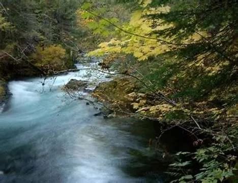 Top 5 National Forests in Oregon: Explore the Best of the Beaver State ...