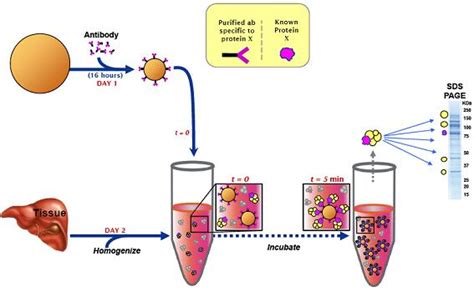 What is Immunoprecipitation / IP?