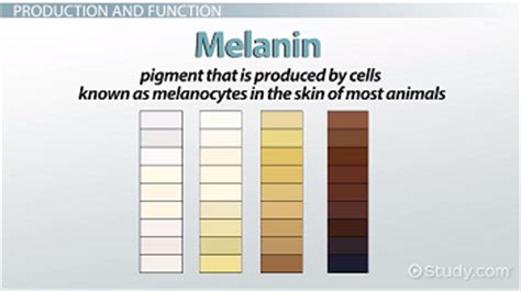 Melanin Definition, Types & Function - Lesson | Study.com