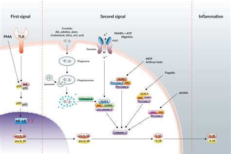 Inflammasomes | Review | InvivoGen