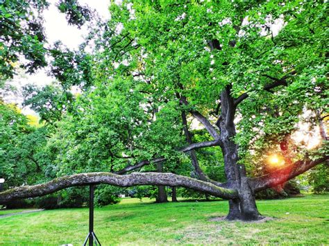 Verkiezing European Tree of the Year - Vakkrant voor de hout en ...