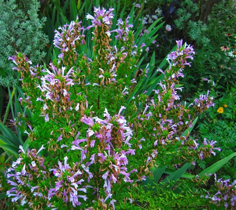 Donald's Organic Texas Garden: June 2013