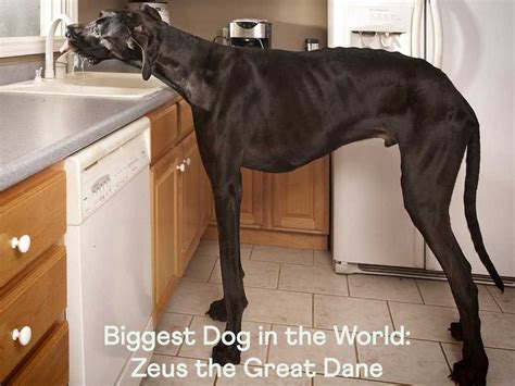 Biggest Dog in the World: Zeus the Great Dane — Sidekick by Finn