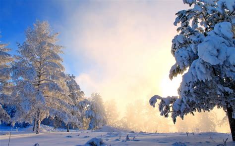 nature, Landscape, Snow, Forest