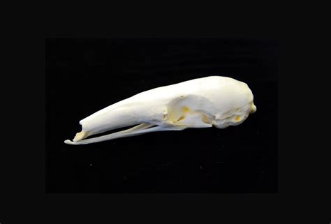 Southern Tamandua Anteater Skull - SkeletonsAndSkulls