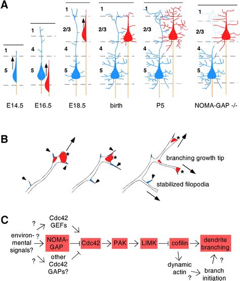 Regulation of dendritic branching by Cdc42 GAPs