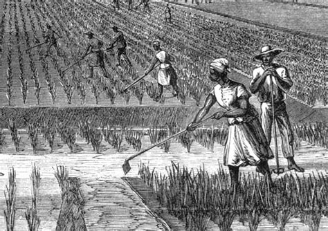 Heroes, Heroines, and History: Rice Production at Middleton Place