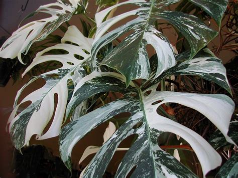 Variegated Monstera - Monstera deliciosa var. Borsigiana albo-variegata