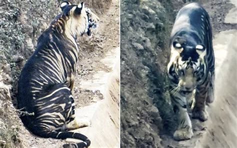 Extremely rare black tiger spotted in India in pictures - Strange Sounds