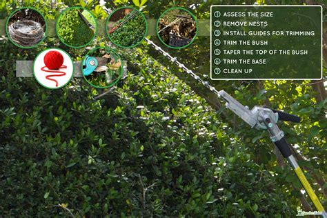 How To Trim Holly Bushes With Hedge Trimmer [Step By Step Guide]