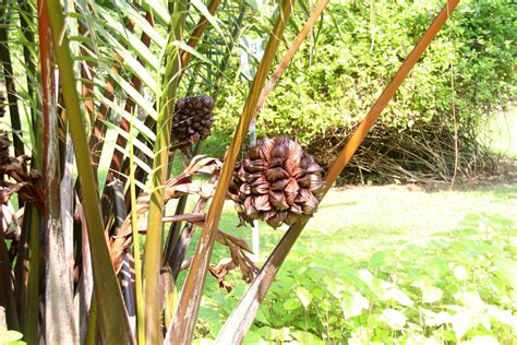 A group of Nipa palm's fruits and tree. 7423625 Stock Photo at Vecteezy