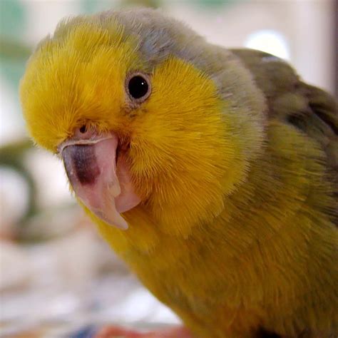 Yellow-Faced Parrotlet Care Sheet | Birds Coo