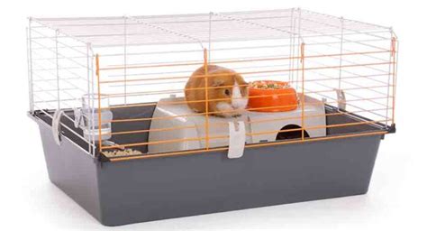 Guinea Pig Cage Size Guide - The Best Indoor Guinea Pig Cages