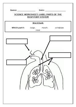 Science worksheets: Label parts of the respiratory system | Science worksheets, Respiratory ...