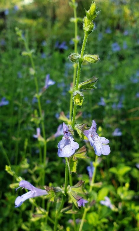 African Sky Salvia - Deer Resistant Plants - Almost Eden