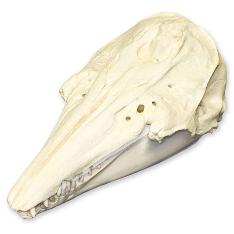 Replica Beluga Whale Skull For Sale — Skulls Unlimited International, Inc.