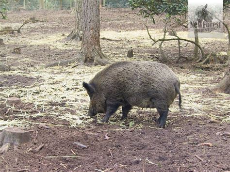 New Forest Wildlife Park, Ashurst - Days Out in the New Forest