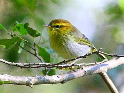 Yellow-throated Woodland Warbler - BirdForum Opus | BirdForum