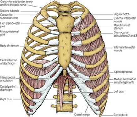 Thoracic wall and diaphragm - Last's Anatomy: Regional and Applied