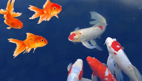 Can Koi Fish Eat Goldfish Food? - Aquarium Sphere