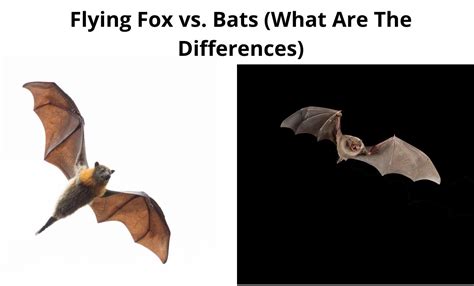 Flying Fox Size Comparison