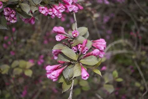 Weigela Florida Purpurea in Bloom Stock Image - Image of branch, background: 217880021