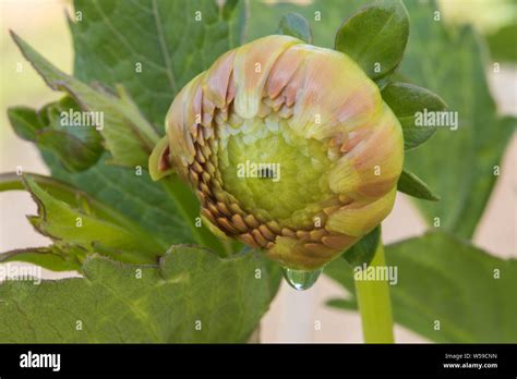A Peach Color Dahlia Bud Closeup Stock Photo - Alamy