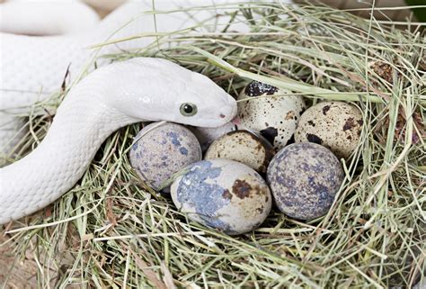 Everything You Need to Know About Snake Eggs (10 Pictures)