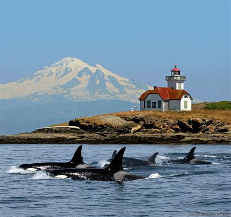 Whale Watching Adventure / Friday Harbor Cruise | Bellingham ...