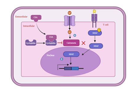 Cyclosporine A mechanism of Action | BioRender Science Templates