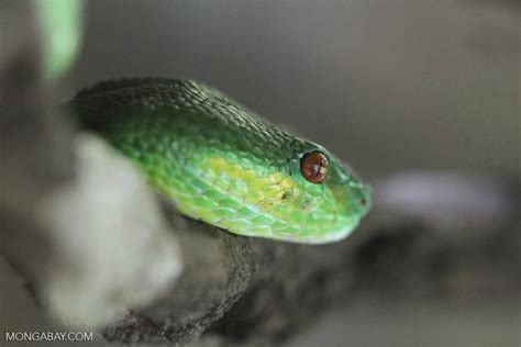 Green vine snake (Ahaetulla prasina)