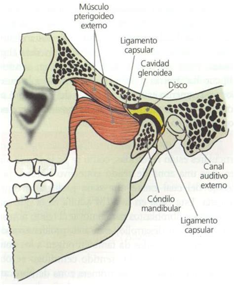 Embryology Today