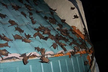 Bat Trapping - How To Trap Bats