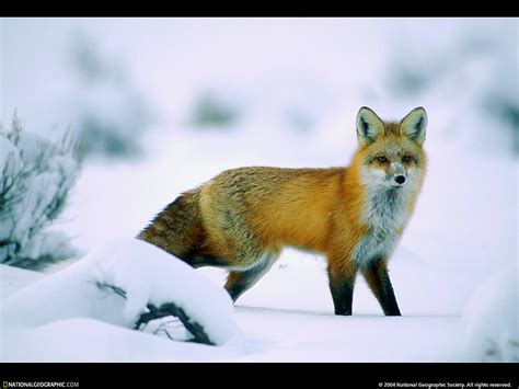 Bakgrund Nat Geo, National Geographic, Röd Räv 🔥 Bästa Bilder