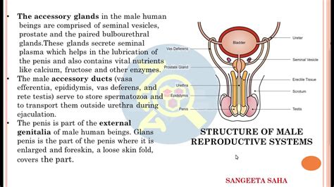 Male Reproductive System Diagram Se 10