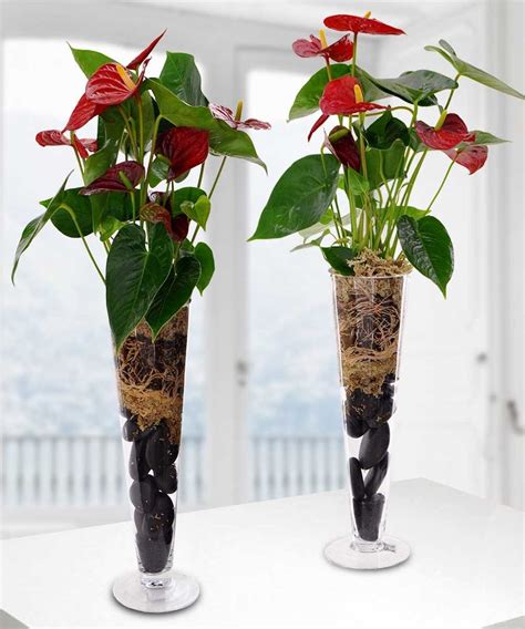 Anthurium Plant - tropical plants – Beneva Flowers – Sarasota – FL – 34238