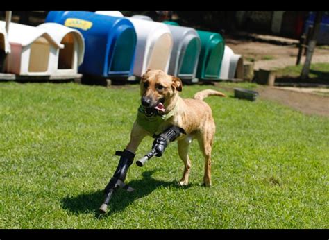 Disabled but happy animals! - Yummypets