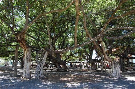 lahaina banyan tree history - Leeanne Guillen