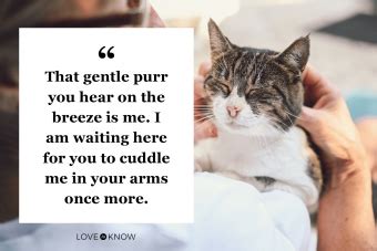 20 Heartfelt Cat Loss Quotes for When You Miss Your Pet | LoveToKnow