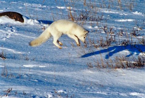 Curious Kids: How do arctic foxes hunt in the snow? | KiowaCountyPress.net