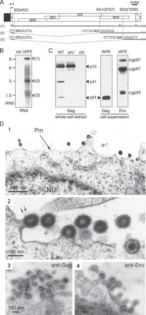 Structure of the IAPE-D1 provirus and characterization of its gene... | Download Scientific Diagram