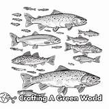 Trout Coloring Pages  Free & Printable sketch template