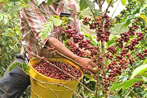 8 Best Coffee Countries: Top Producers and Unique Flavors Explored ...