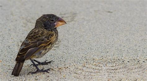 The Large Ground Finch - Galapagos Large Ground Finches