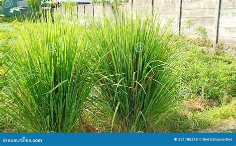 Cymbopogon Citratus Plant, Home Background Stock Footage - Video of ...