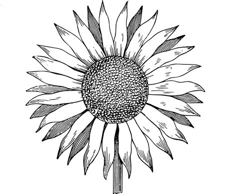 image search | Sunflower drawing, Sunflower clipart, Sunflower black ...