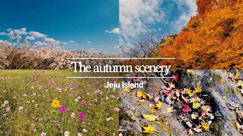 Jeju Island | The autumn scenery - YouTube