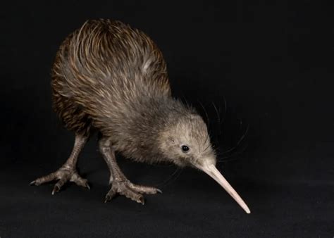 Brown Kiwi: Is This Animal Endangered?